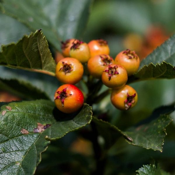 acai šťava 500ml acai šťava 500ml