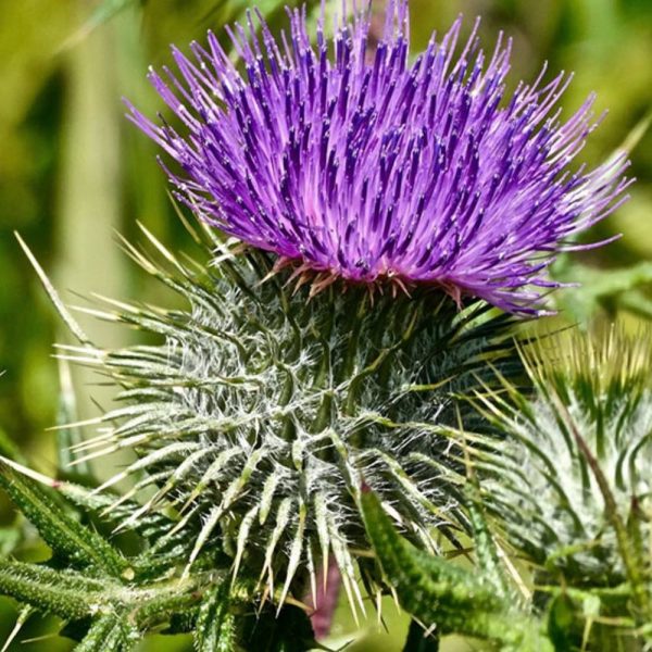 pestrec mariánsky nápoj 500ml pestrec mariánsky nápoj 500ml